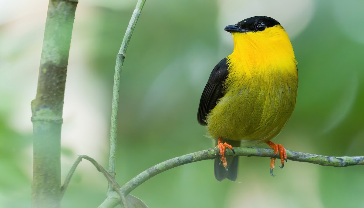 Golden-collared Manakin - Connor Cochrane