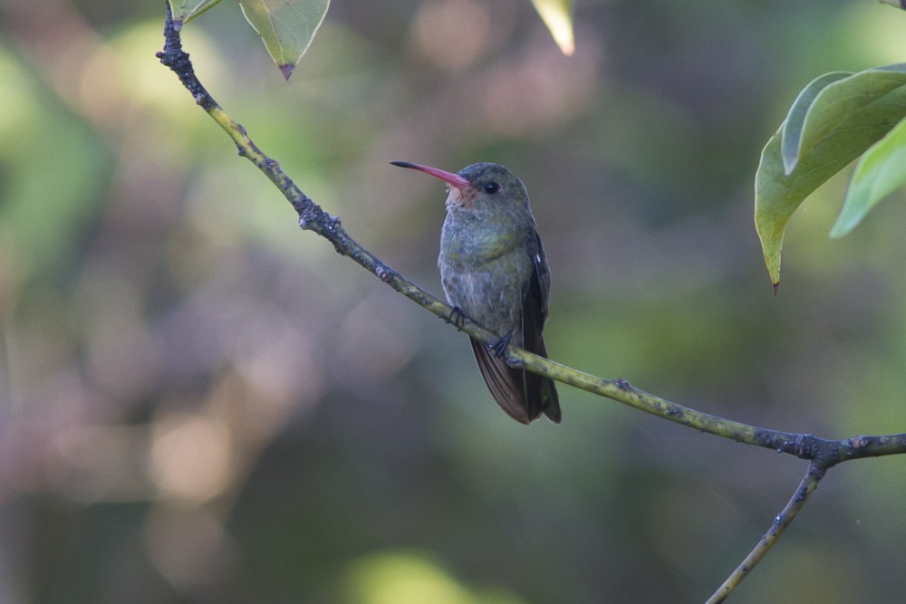 Gilded Hummingbird - ML51688101