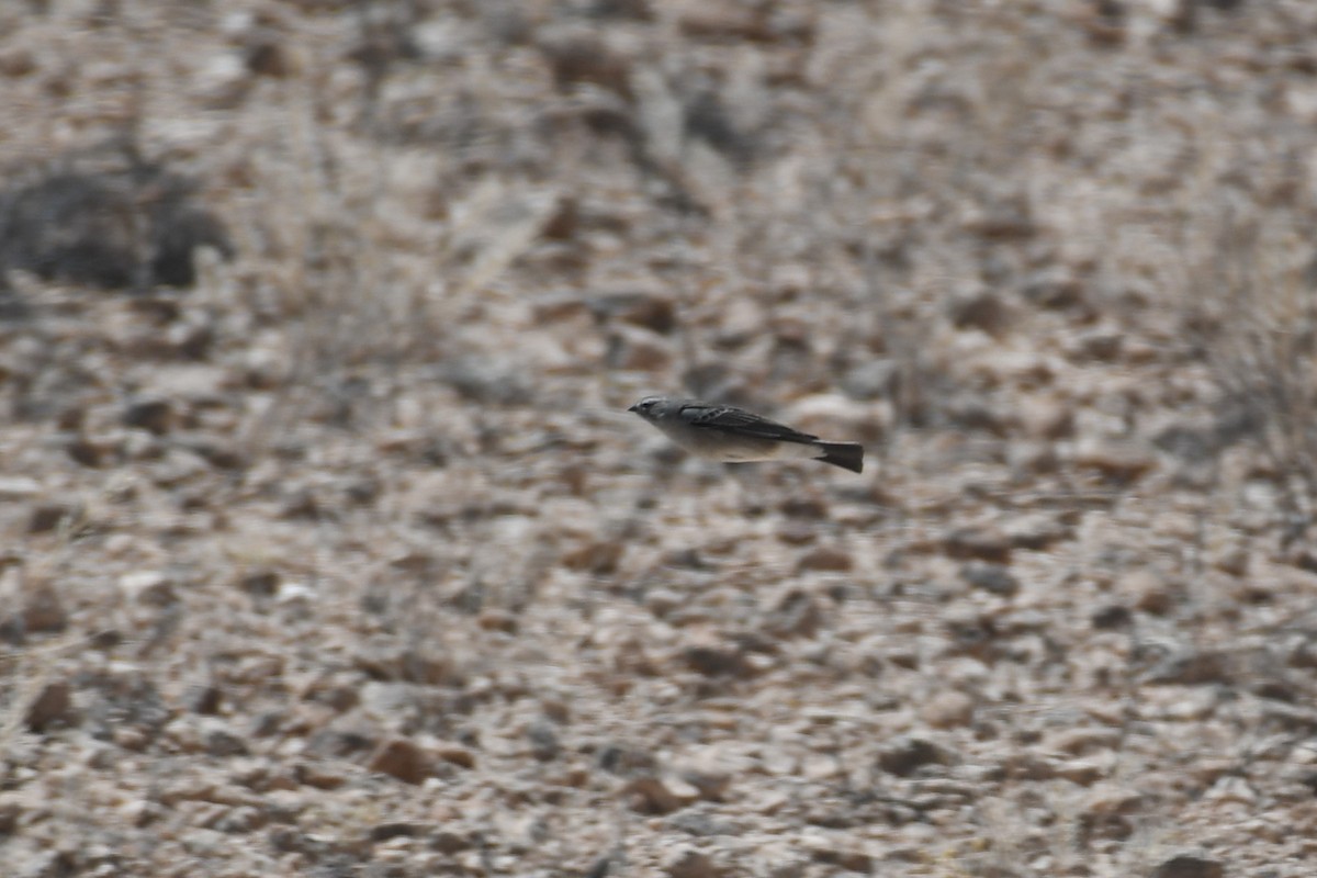 Ash-breasted Sierra Finch - ML516881331