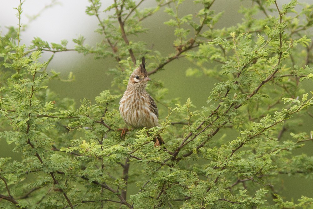 Lark-like Brushrunner - ML51688331