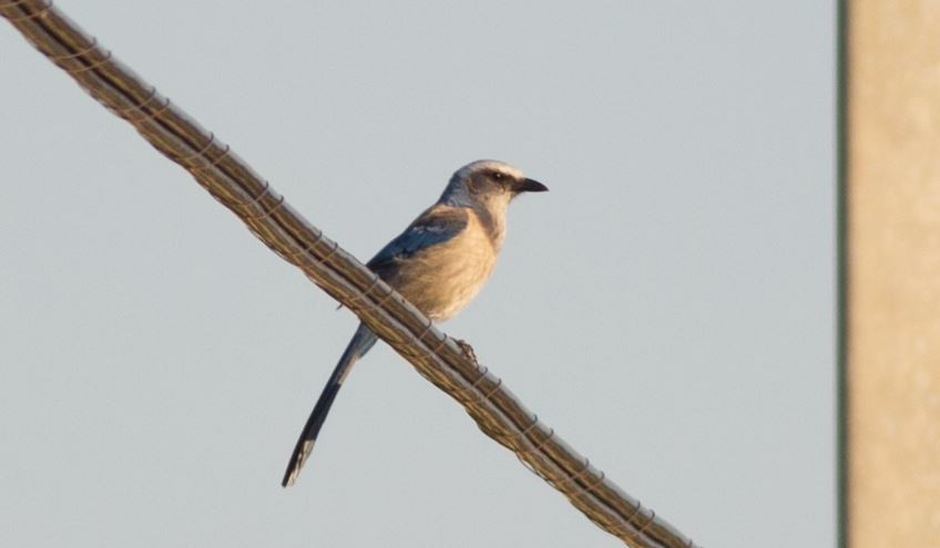 Florida Scrub-Jay - ML51688381