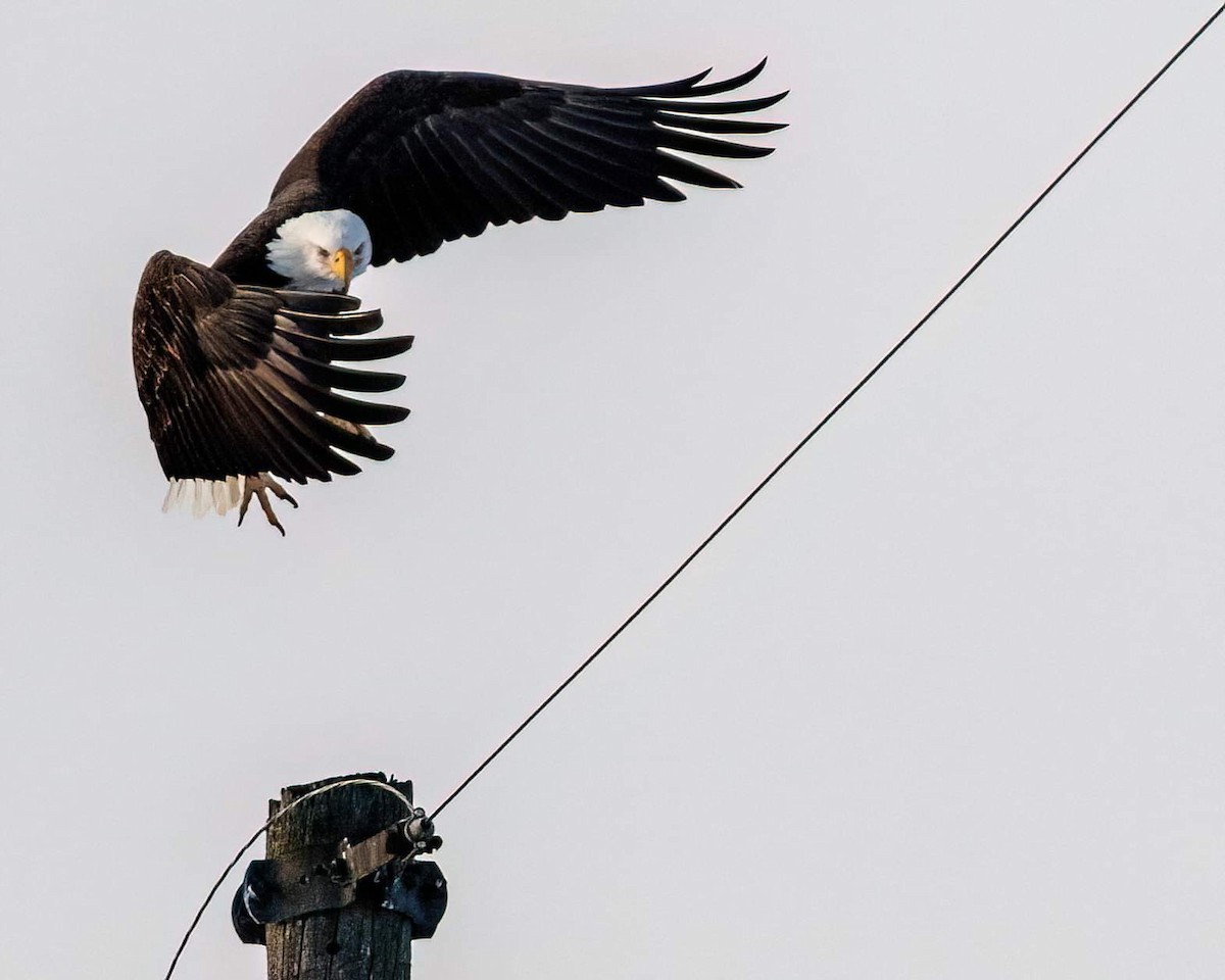 Bald Eagle - ML516884551