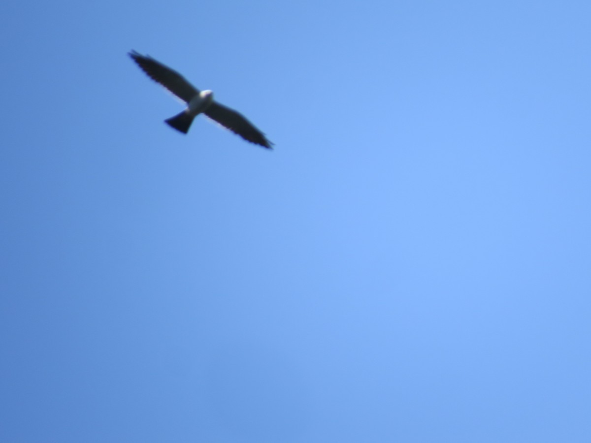 Mississippi Kite - ML516884761