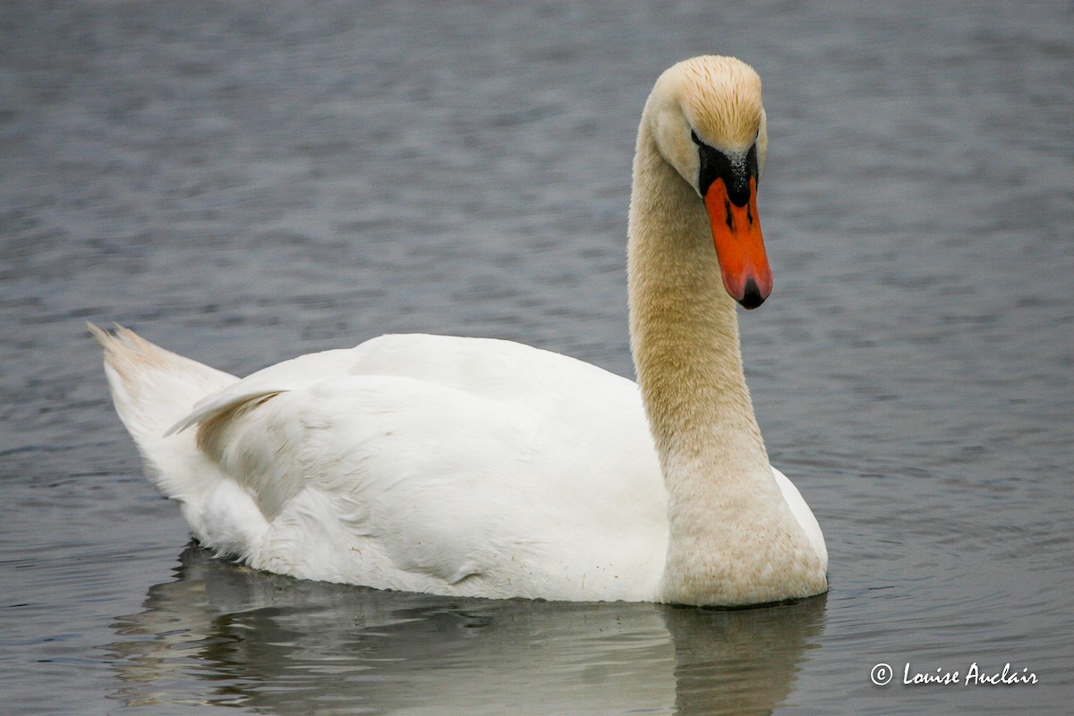 Mute Swan - Louise Auclair