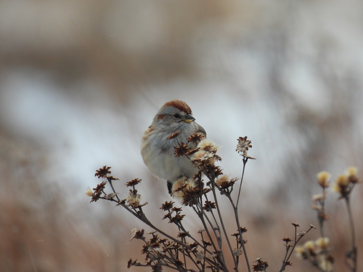 American Tree Sparrow - ML516889231