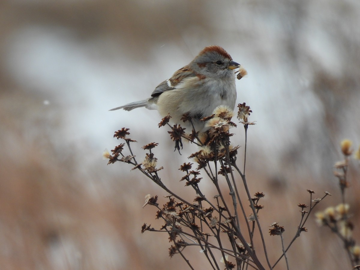 American Tree Sparrow - ML516889241