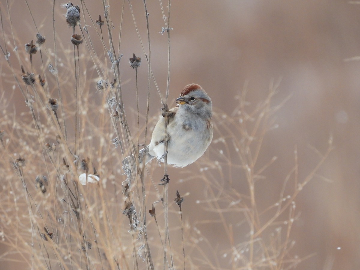 American Tree Sparrow - ML516889461