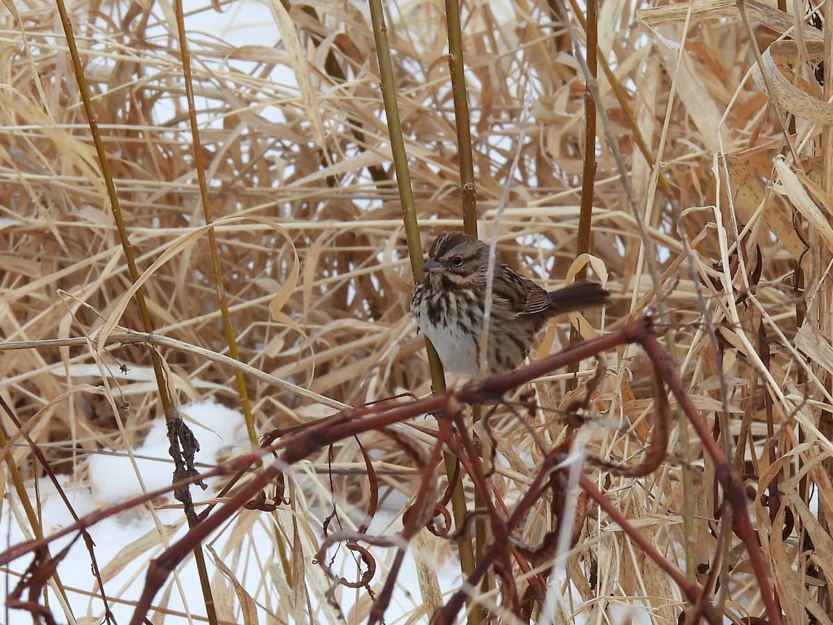 Song Sparrow - Donna Kenski