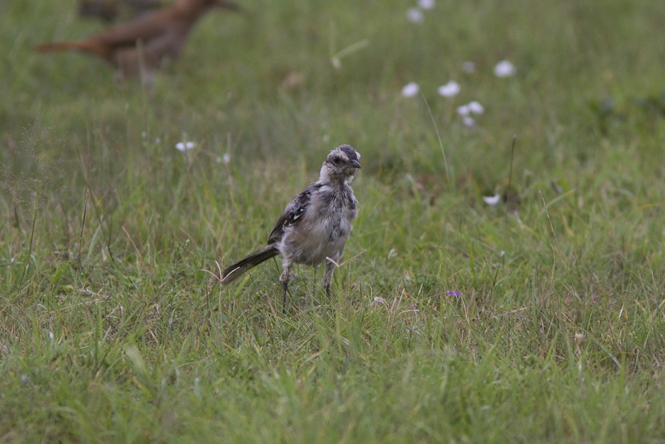 Chalk-browed Mockingbird - ML51688961