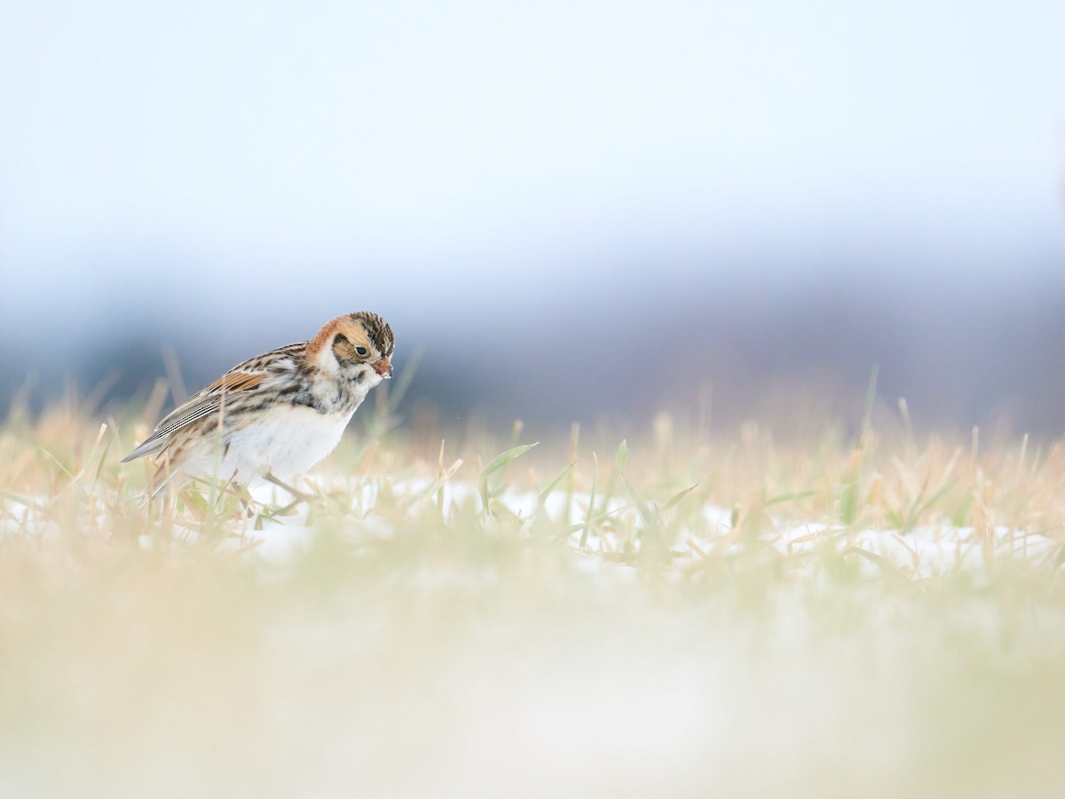 Lapland Longspur - Alex Eisengart
