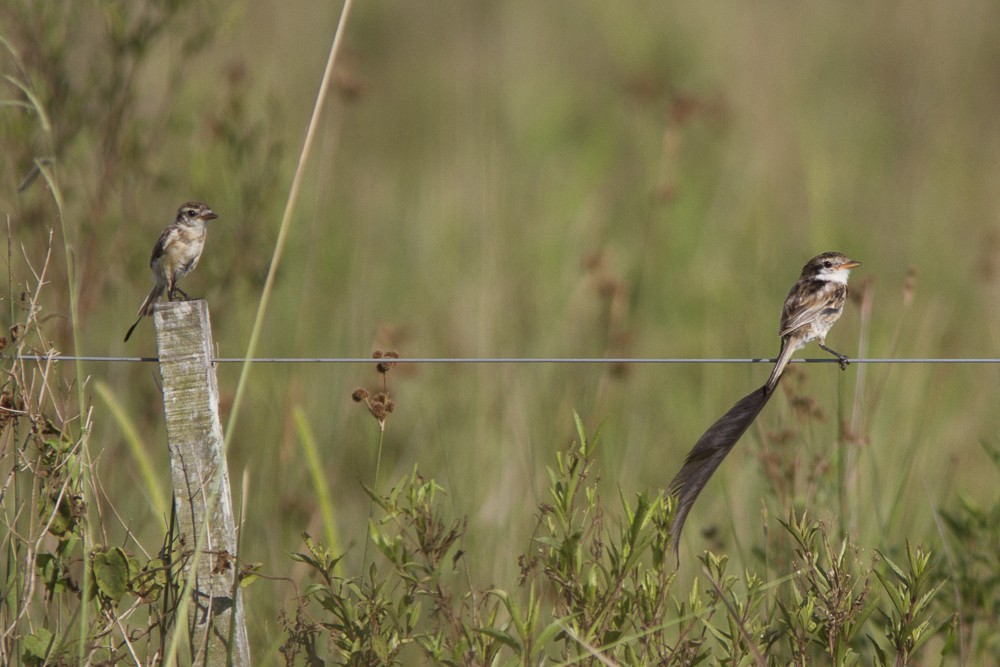 Strange-tailed Tyrant - ML51689111