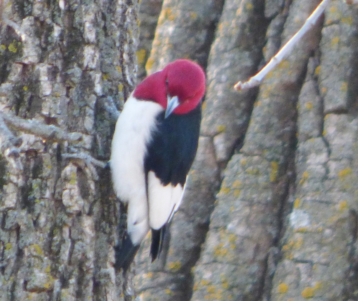 Red-headed Woodpecker - ML51689191