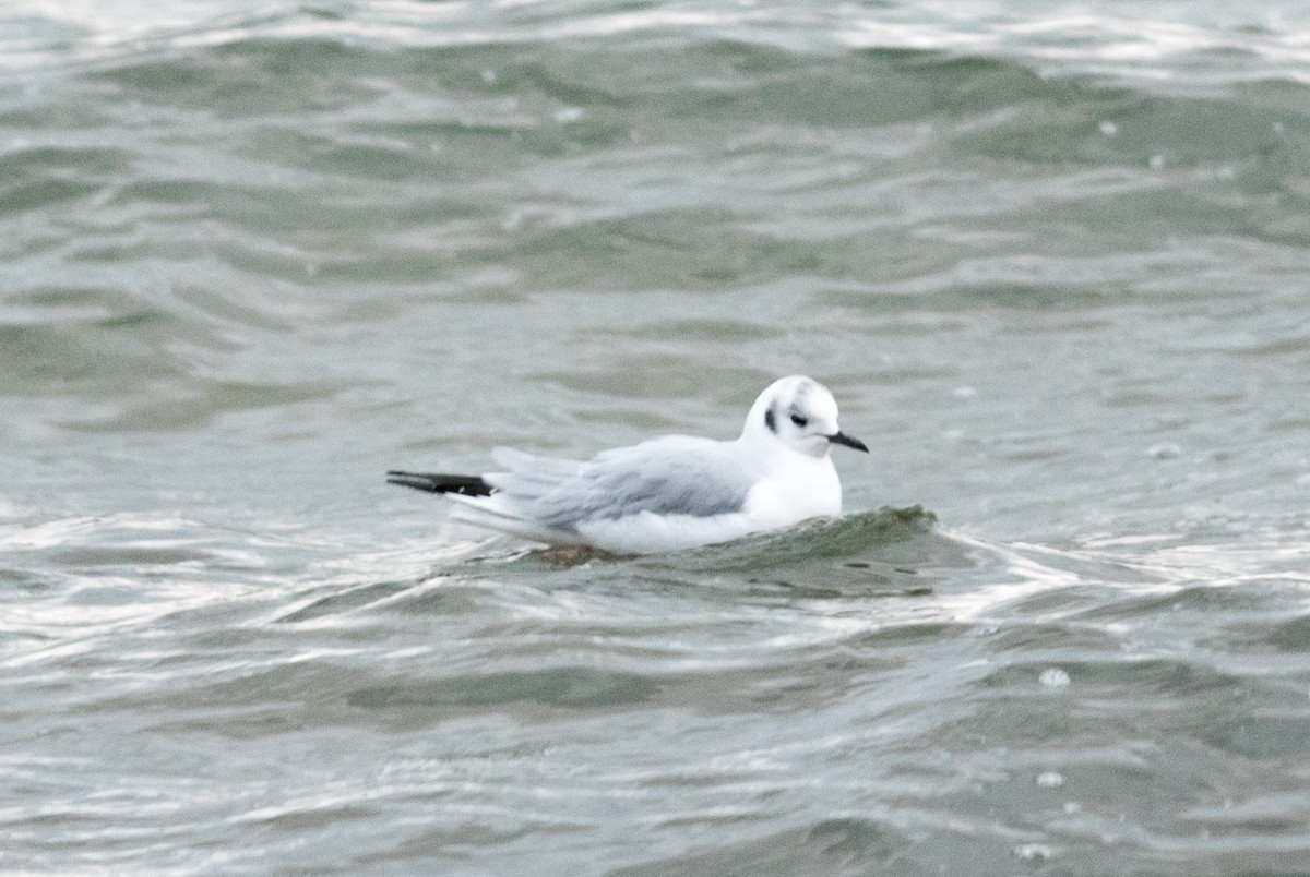 Bonaparte's Gull - ML516891991