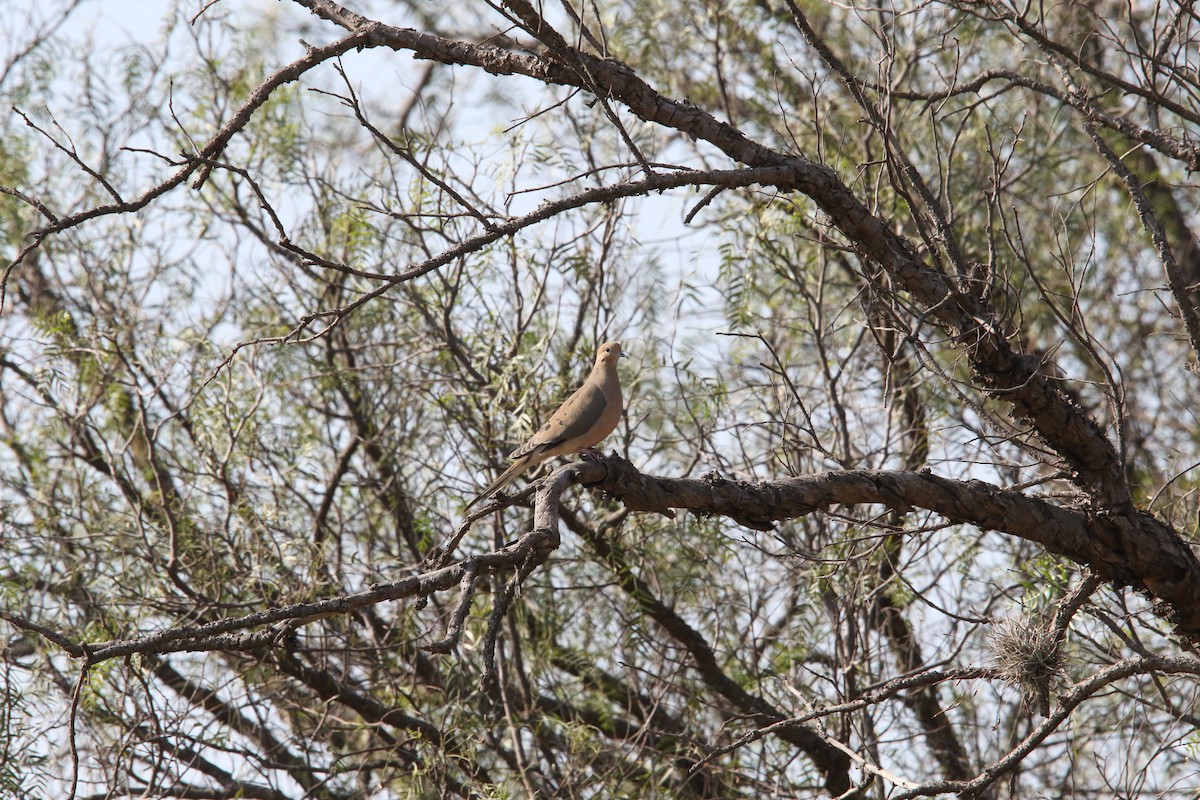 Mourning Dove - ML516893681