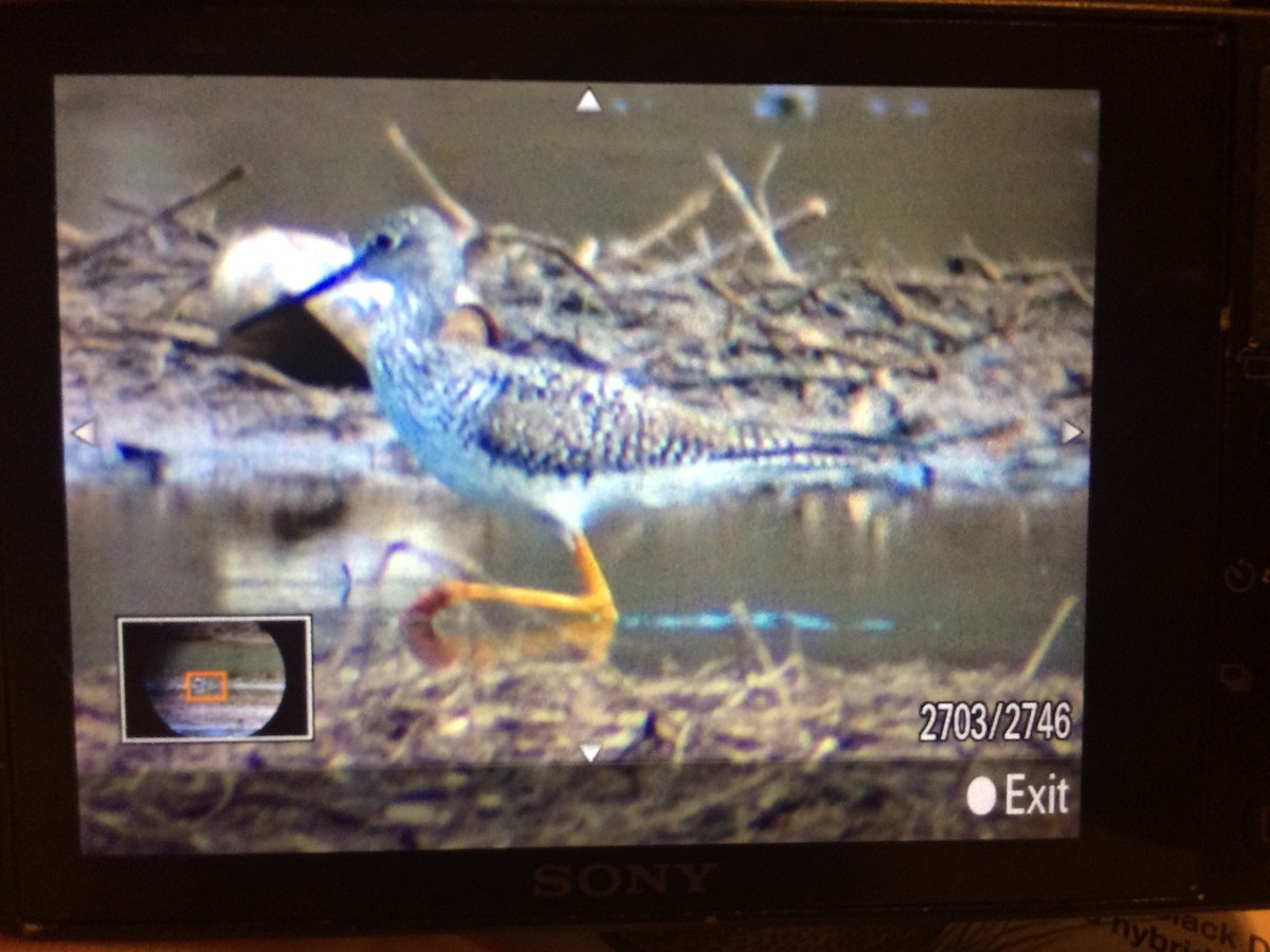 Greater Yellowlegs - ML51689371