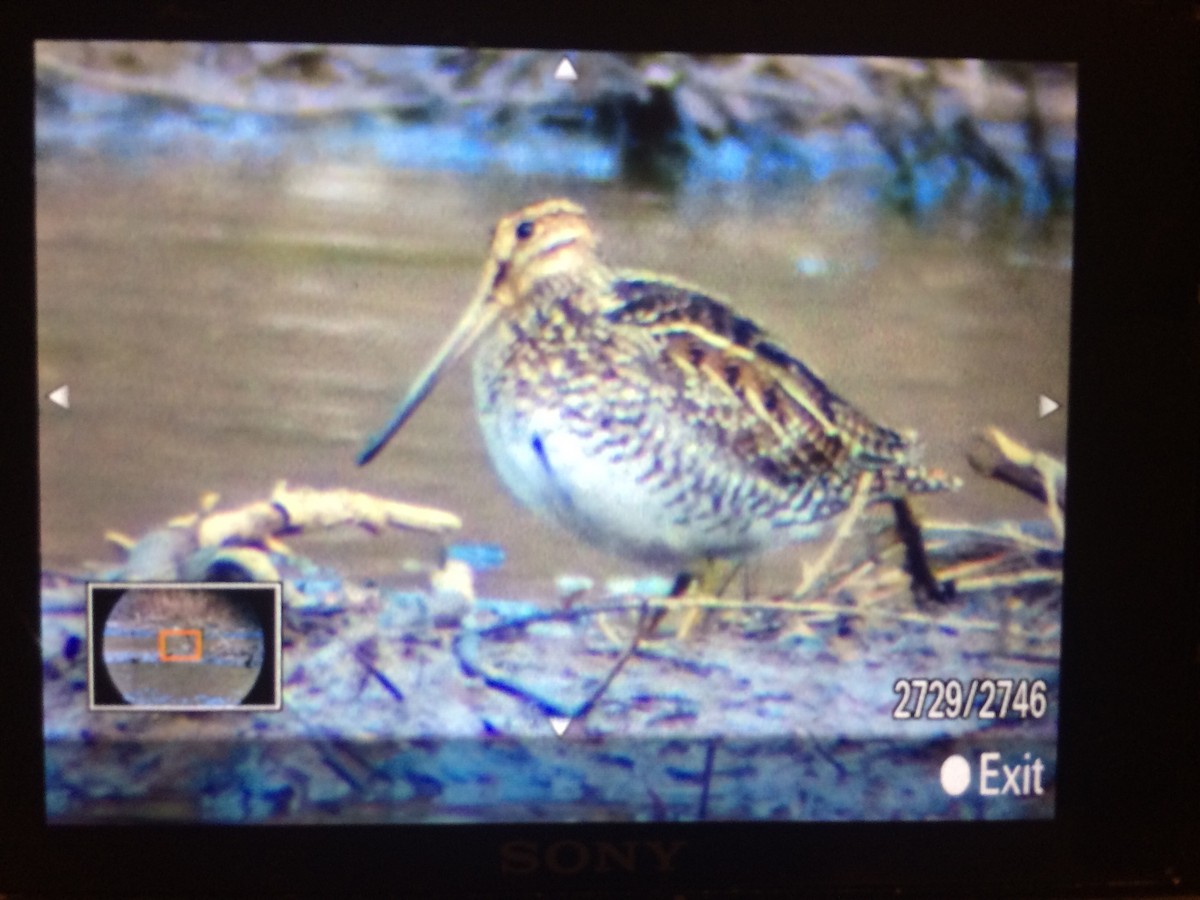 Wilson's Snipe - ML51689471