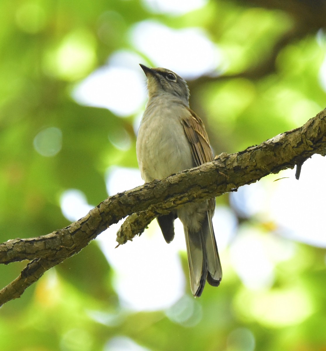Brown-backed Solitaire - ML516895591