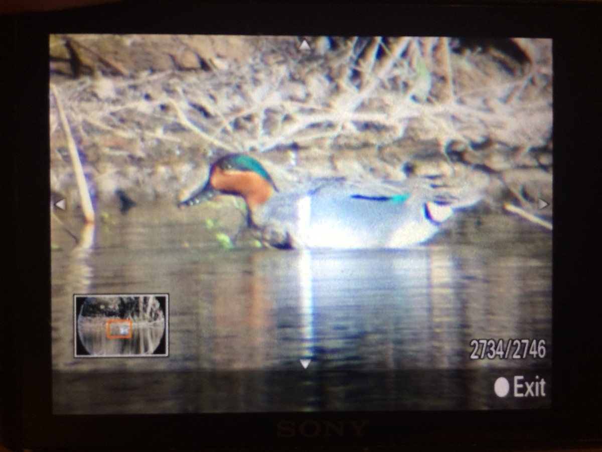 Green-winged Teal - ML51689561