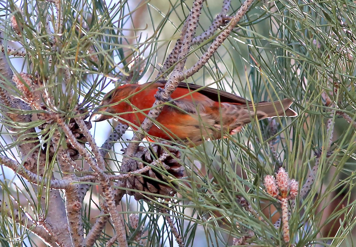 Red Crossbill - Brad Bergstrom
