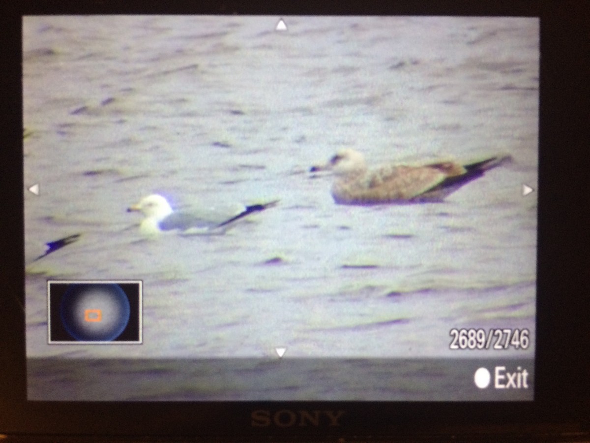 American Herring Gull - ML51689821