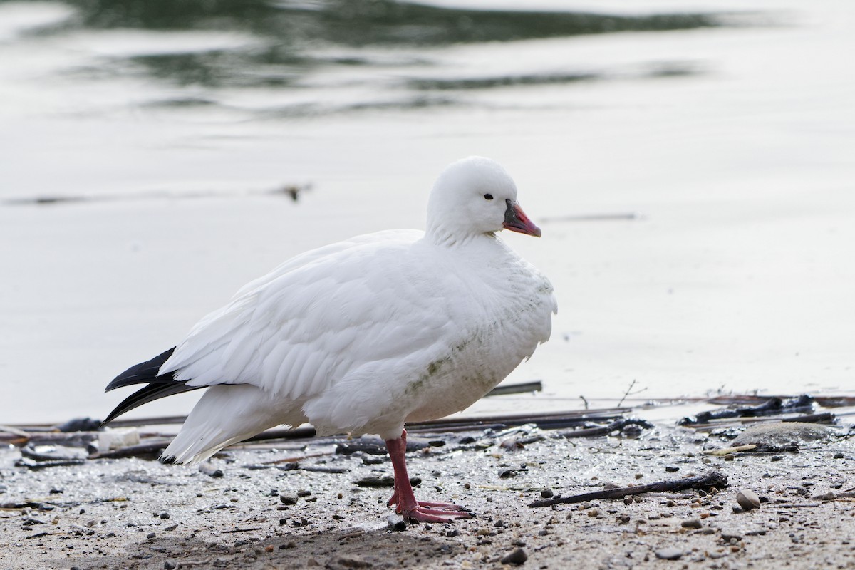 Ross's Goose - ML516898651
