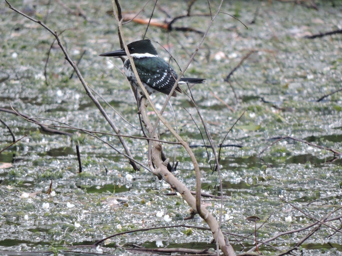 Green Kingfisher - ML516899271