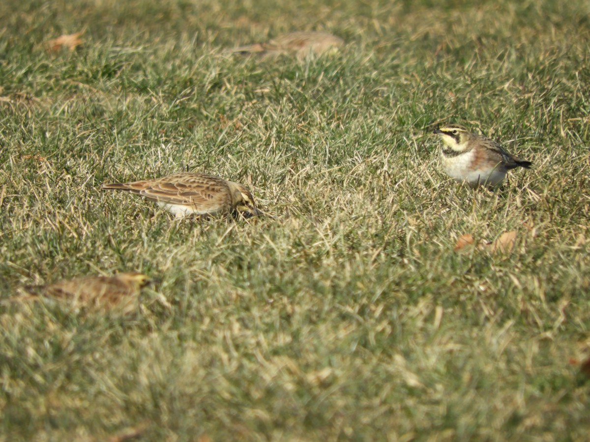 Horned Lark - ML516901641