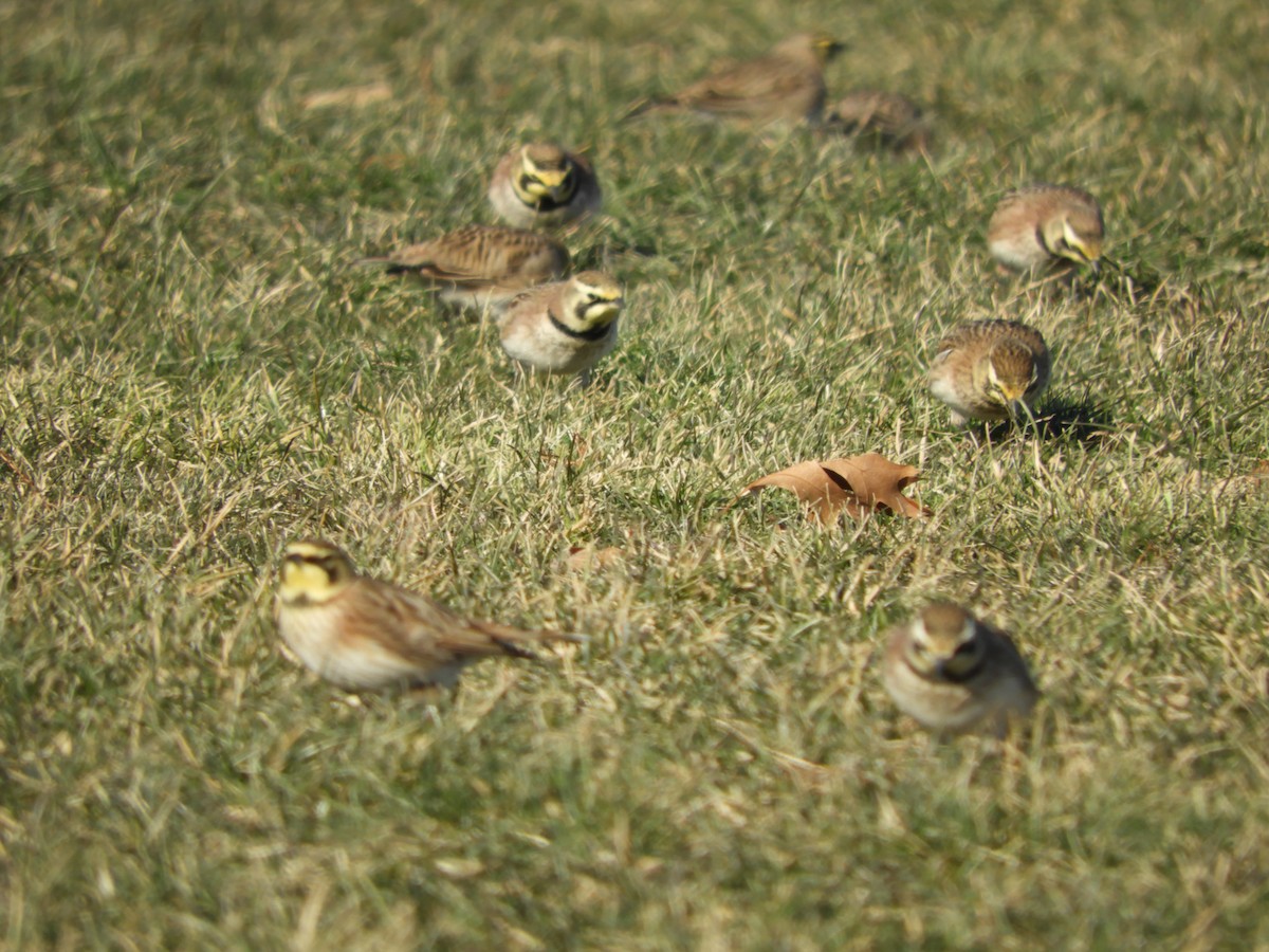 Horned Lark - ML516901691