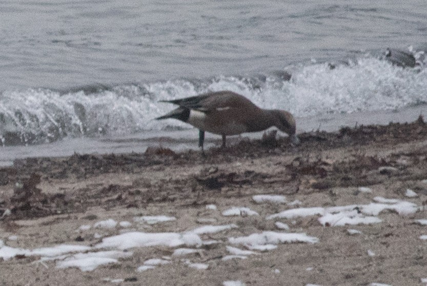 American Wigeon - ML516901701