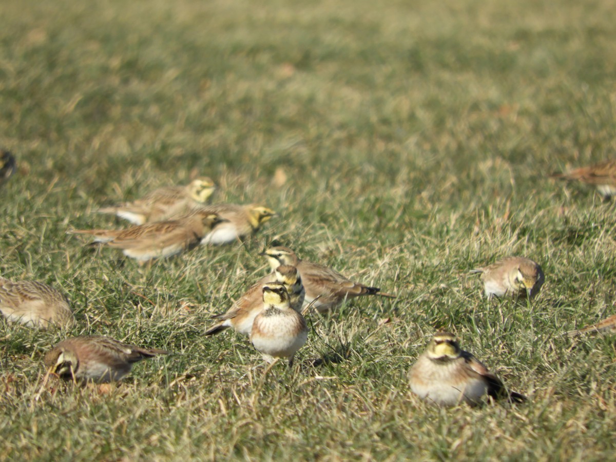 Horned Lark - ML516901821