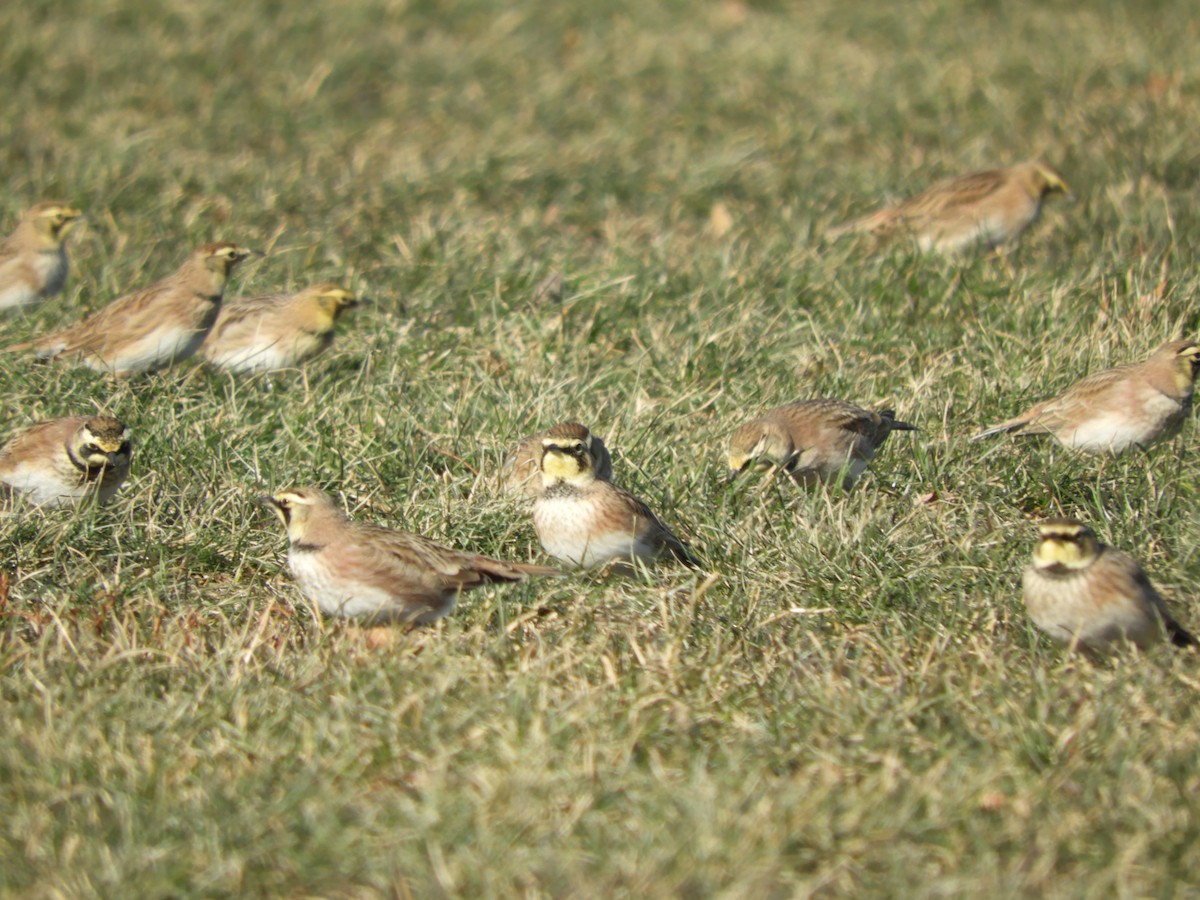 Horned Lark - Laura Markley