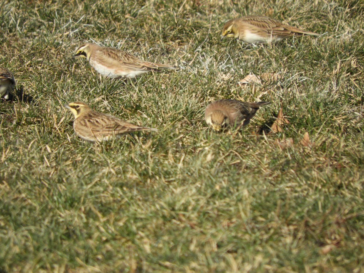 Horned Lark - ML516901931