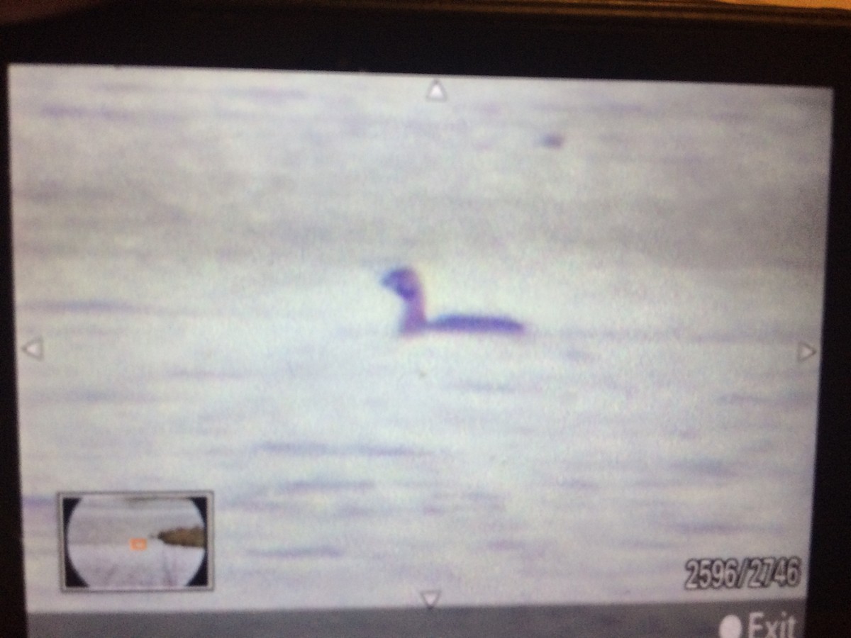 Pied-billed Grebe - ML51690201