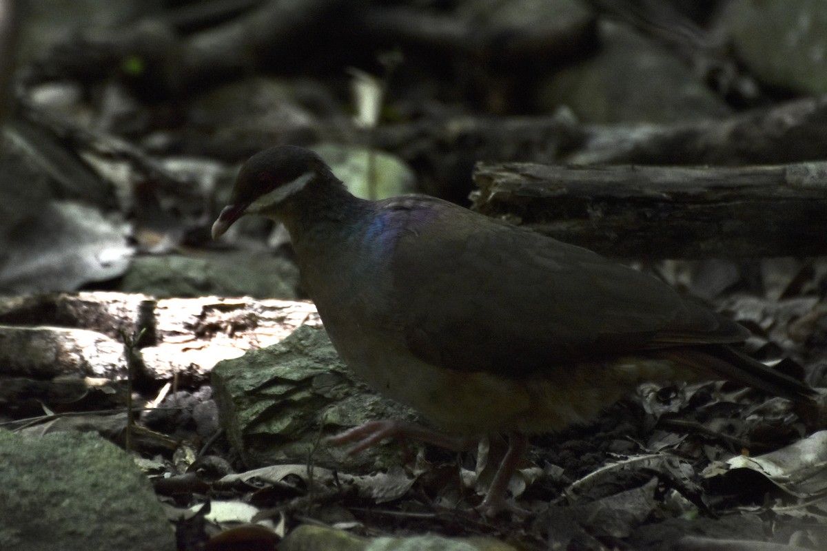 Bridled Quail-Dove - ML516902151