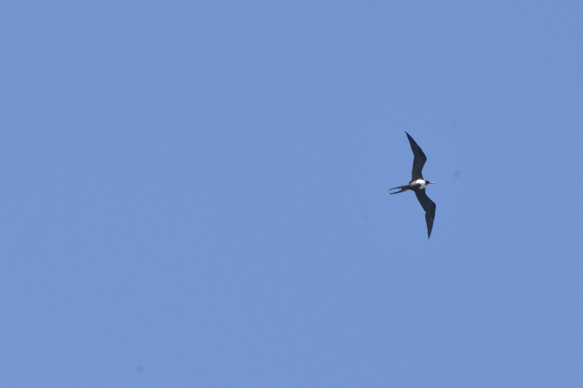 Magnificent Frigatebird - ML516902651