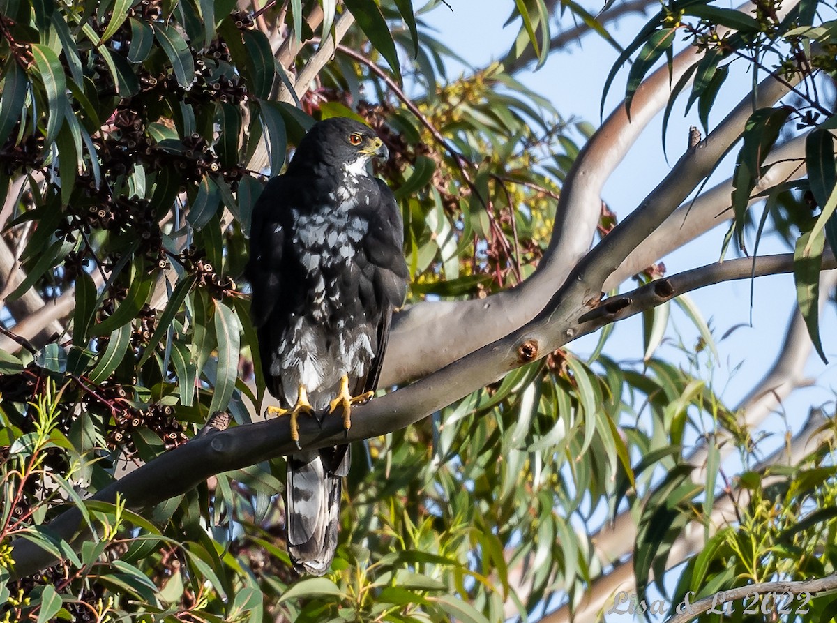 Black Goshawk - Lisa & Li Li