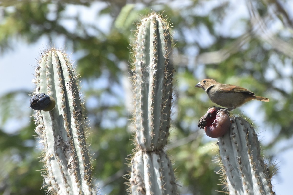 Lesser Antillean Bullfinch - ML516903291