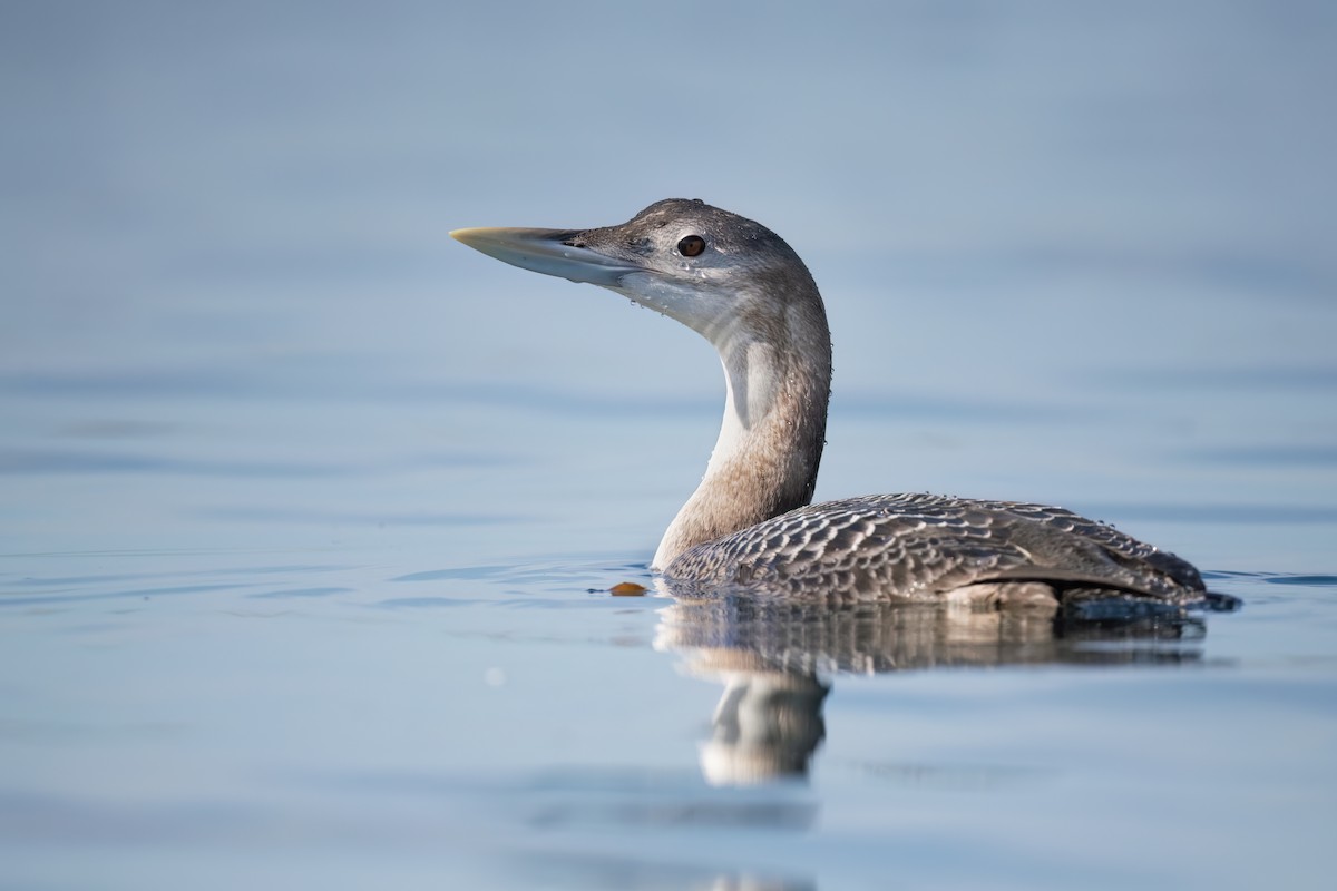 Yellow-billed Loon - ML516903371