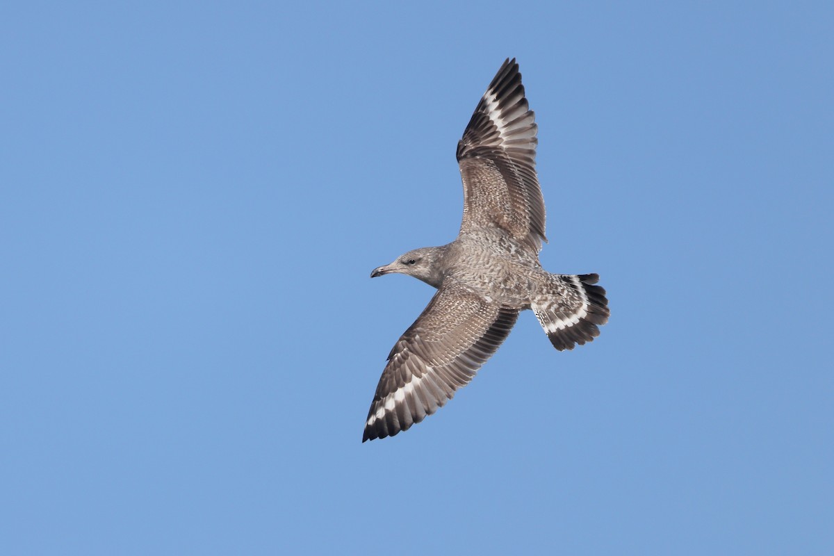 American Herring Gull - ML516903911