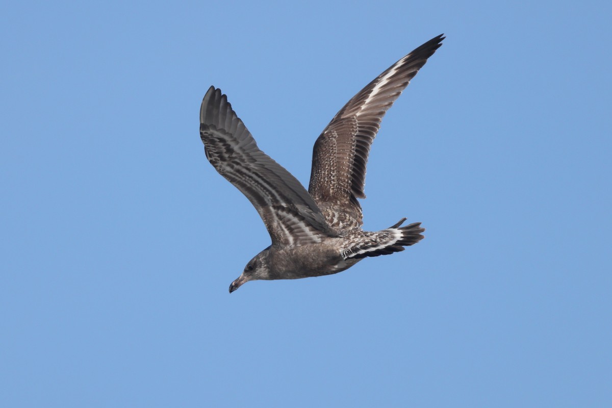 Herring Gull (American) - Sam Zhang