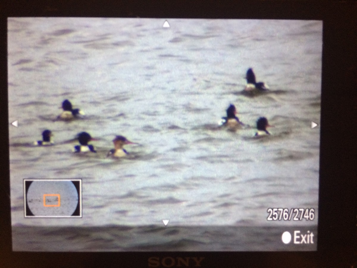 Red-breasted Merganser - ML51690491
