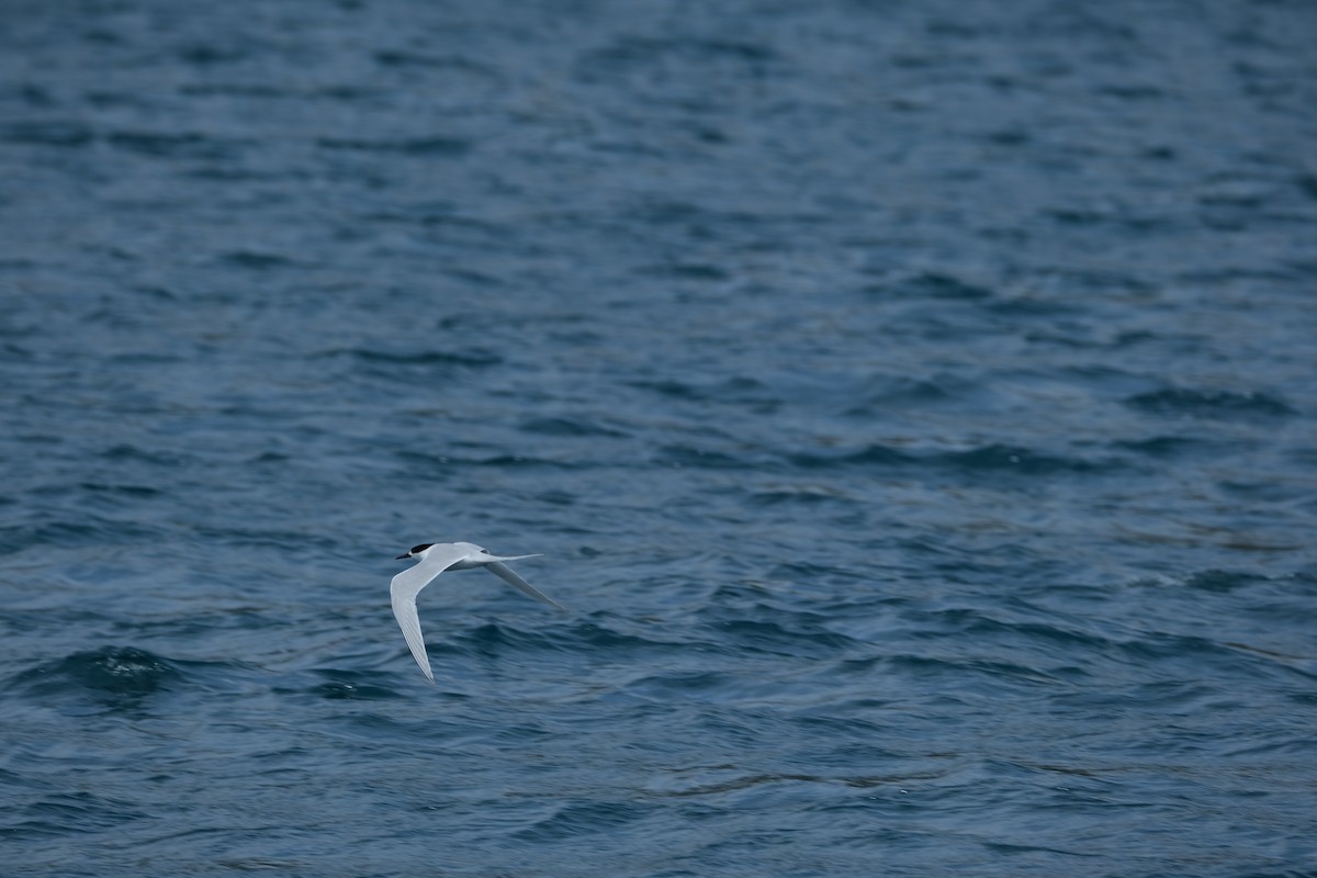 White-fronted Tern - ML516905941