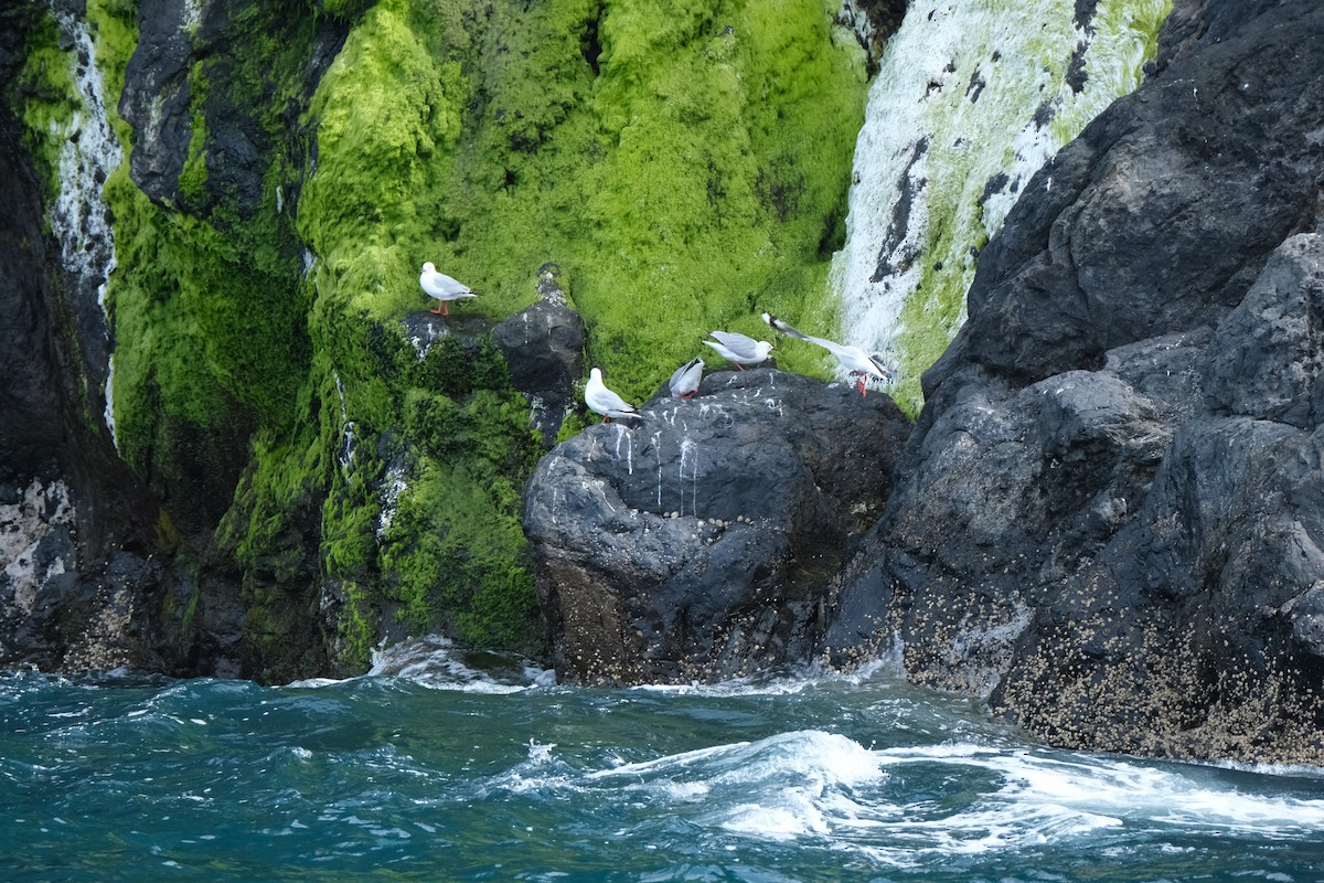 Silver Gull - ML516906341