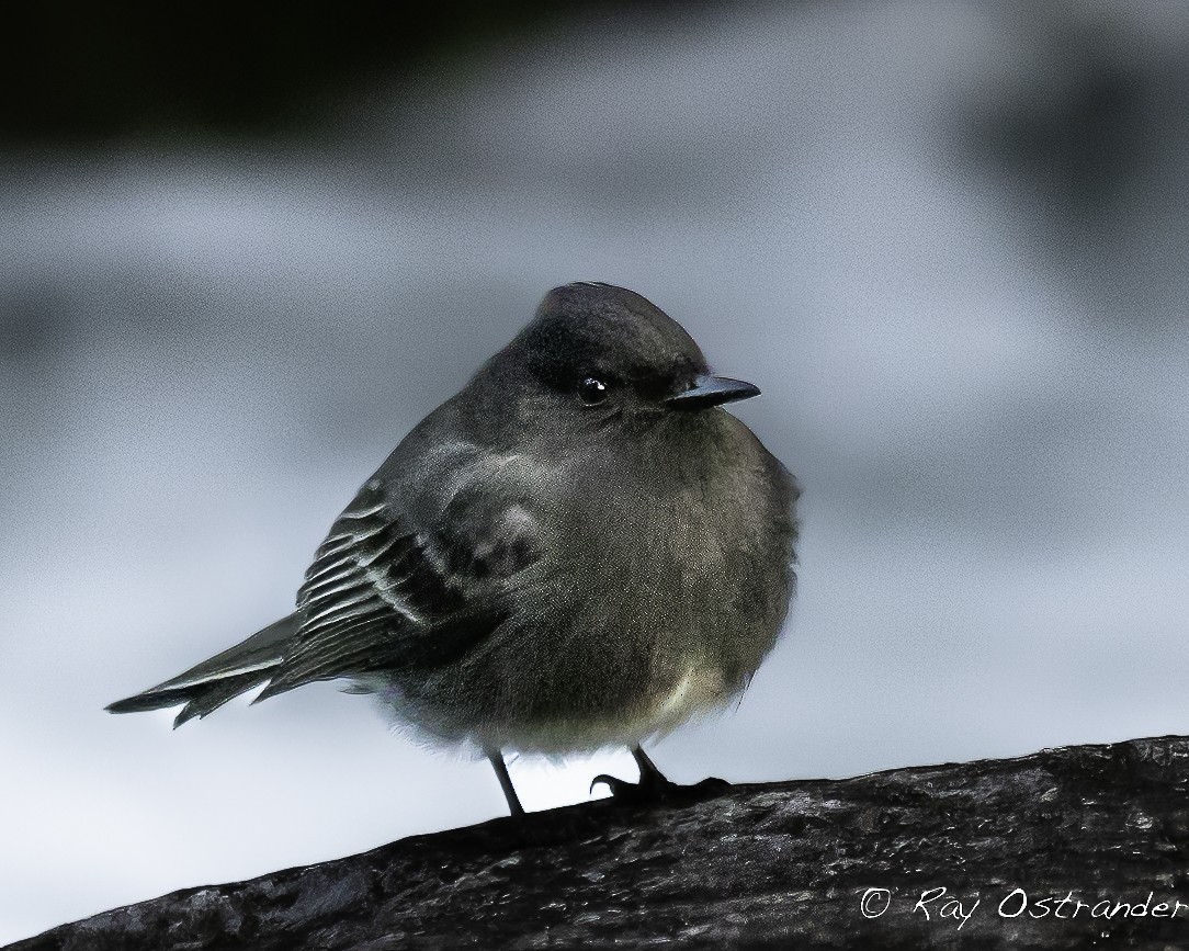 Black Phoebe - ML516907191