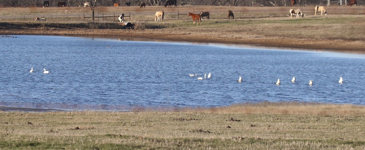 Tundra Swan - ML516908021