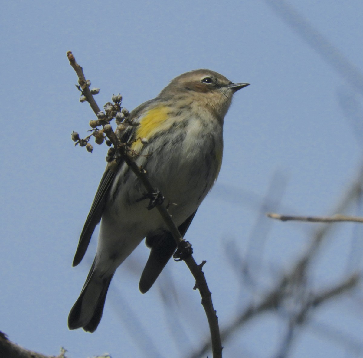 Yellow-rumped Warbler - Maureen Thomas-Murphy