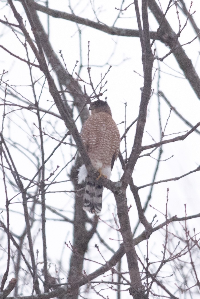 Cooper's Hawk - ML516908401