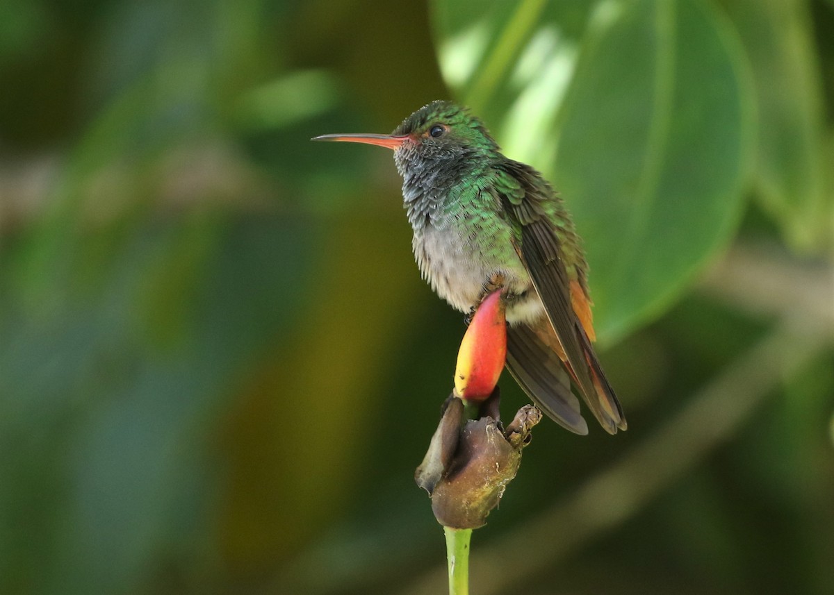 Rufous-tailed Hummingbird - ML516908811