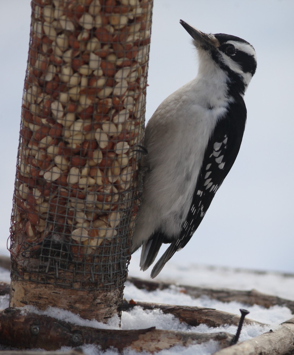 Hairy Woodpecker - ML516909721