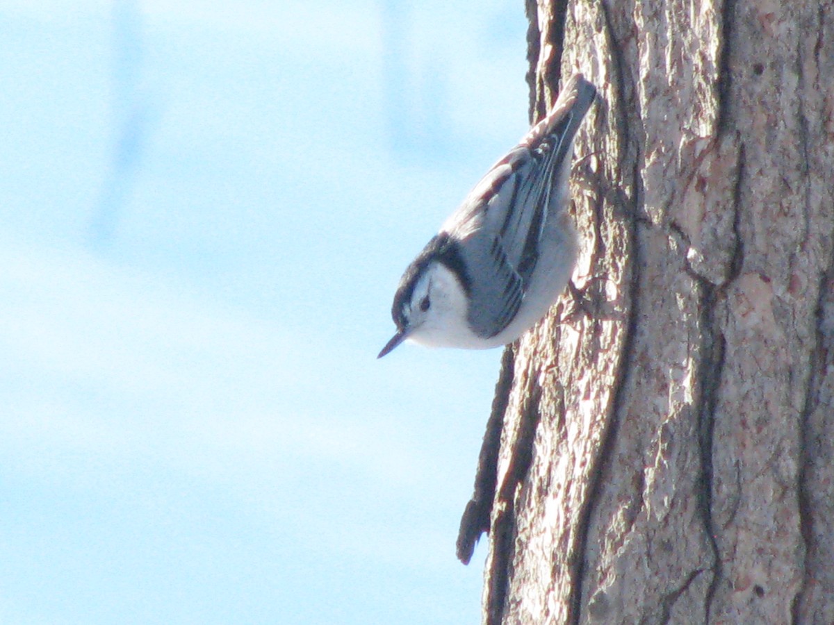 White-breasted Nuthatch - ML51690991